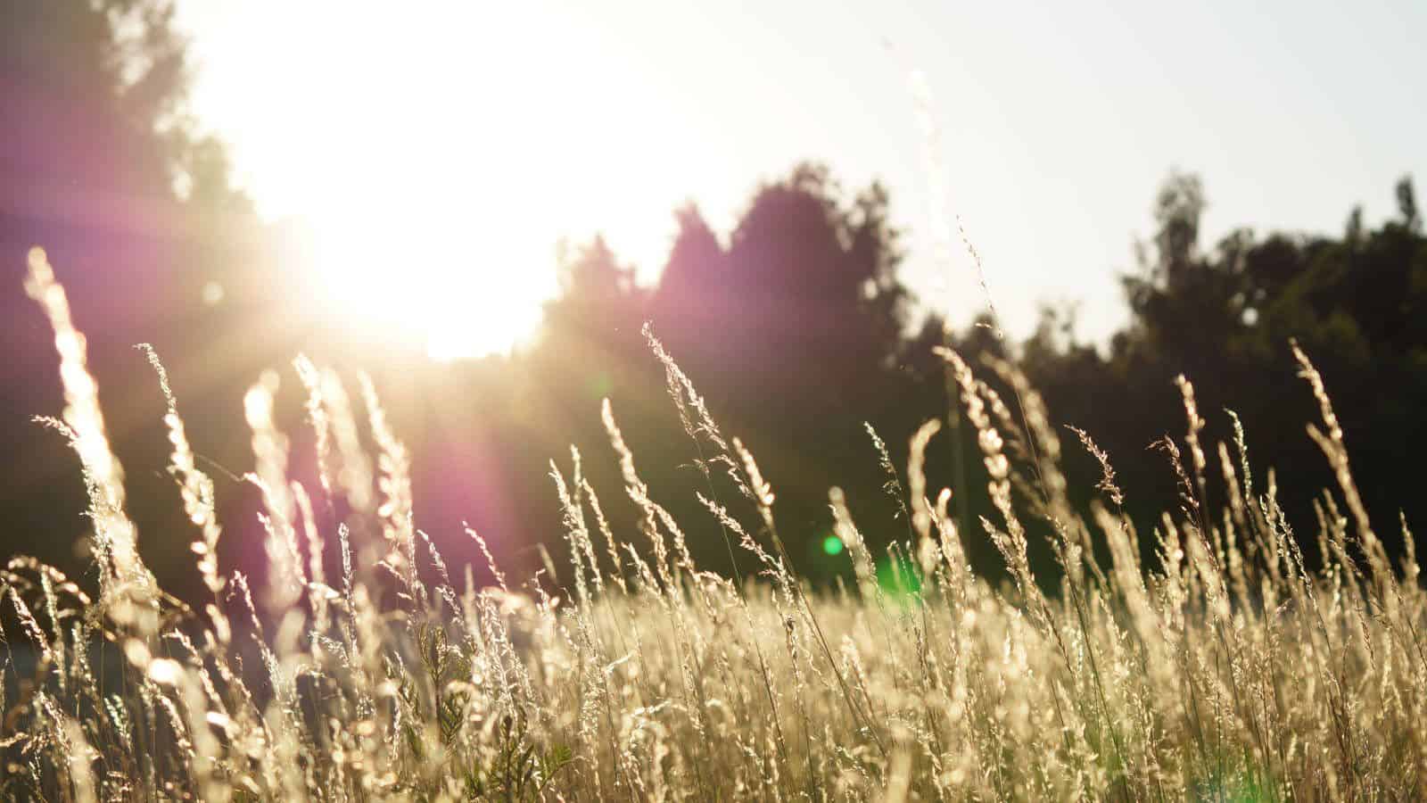 Aurinko paistaa kesäisen niityn yllä